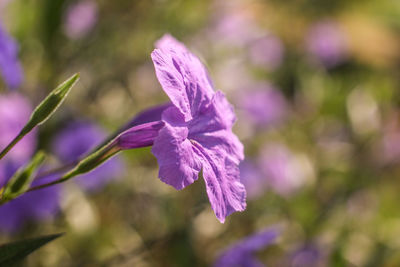 Close-up of purple flowering plant