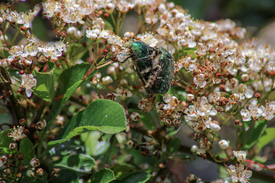 Close-up of insect on flower rose chafer beetles mating 