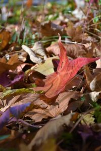 Close-up of dry maple leaves on field