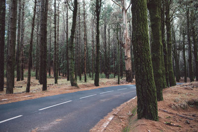 Road amidst trees in forest