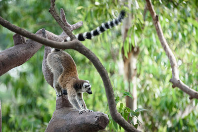 Squirrel on tree trunk