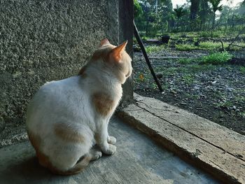 Cat sitting on wood