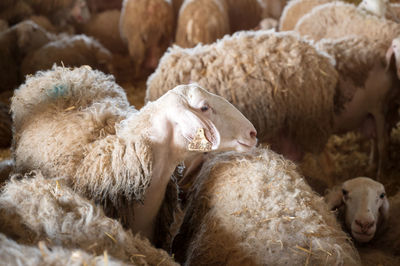 High angle view of sheep