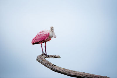 Pink bird perching on branch against sky