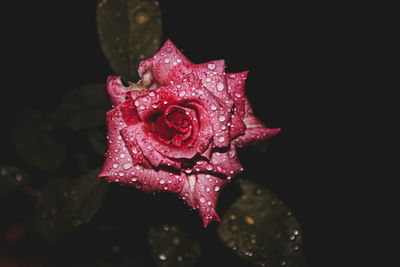 Close-up of wet rose in water