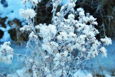 Close-up of white flowering plant during winter