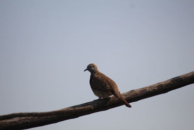 Bird perching on a tree