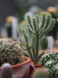 Close-up of cactus plant