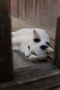 White cat relaxing on wooden floor