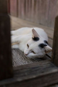 Cat sleeping on bed