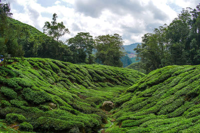 Tea plantation in cameron highlands, malaysia