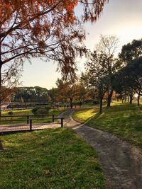 Trees in park against sky