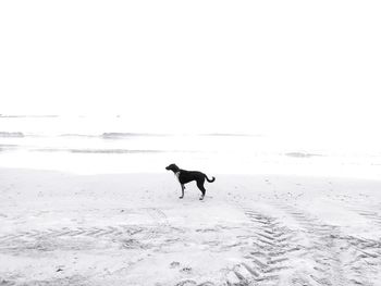 Dog standing on beach