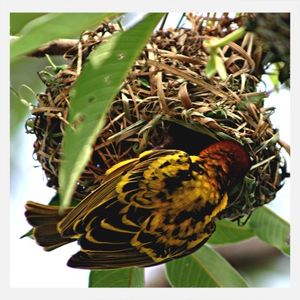 Close-up of bird perching on wall