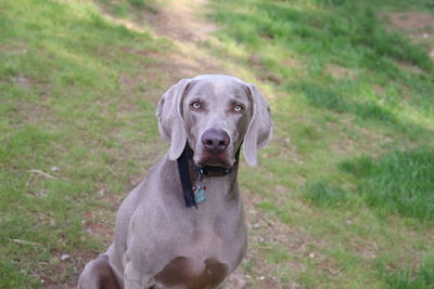 Portrait of dog on field