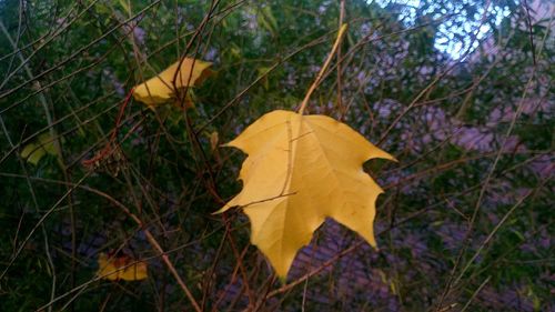 Close-up of yellow autumn leaf on field