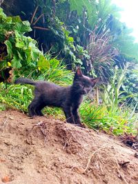 Cat in a field