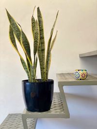 Close-up of potted plant on stair at home