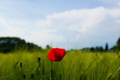 Close-up of red poppy flower on field