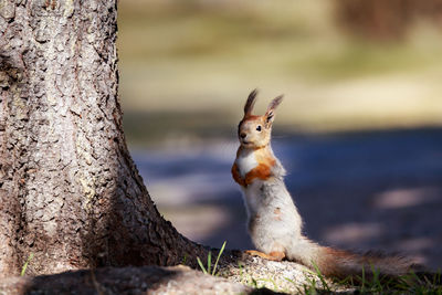 Close-up of squirrel