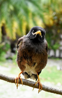 Close-up of bird perching on branch