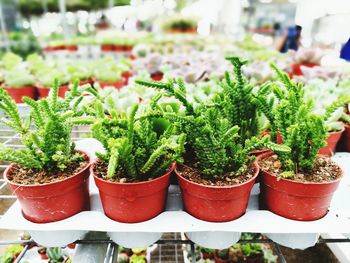 Close-up of potted plants in greenhouse