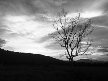 Silhouette bare tree on field against sky