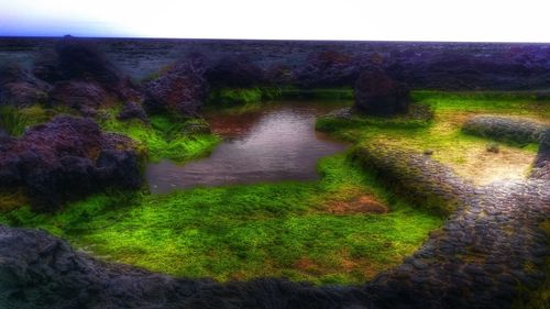 Scenic view of grassy field