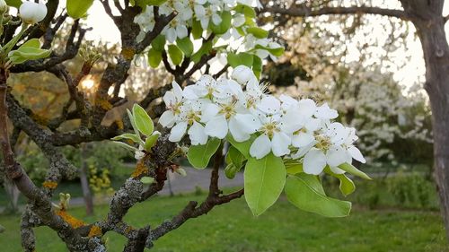 Low angle view of flower tree against sky