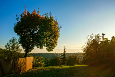 Trees on field against clear sky during sunset