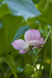 Close-up of pink lotus water lily