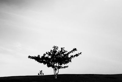 Tree against clear sky
