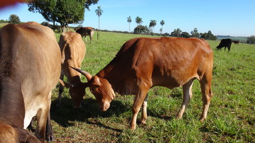 Cows grazing on field against sky