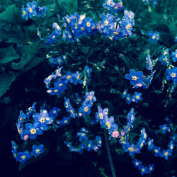 Close-up of blue flowering plant