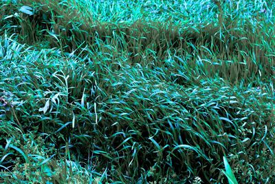 Full frame shot of green grass