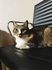 pet