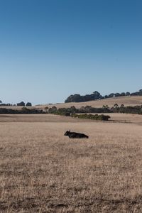 Scenic view of landscape against clear blue sky