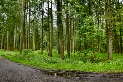 Road amidst trees in forest