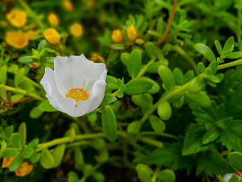 Close-up of white flowering plant