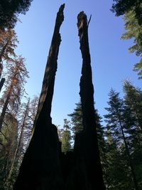 Low angle view of trees against clear sky