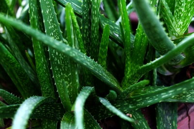 Close-up of fresh green plants