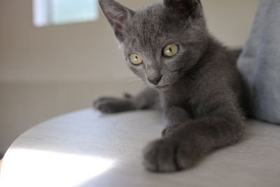 pet