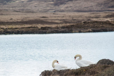 Swans swimming in lake