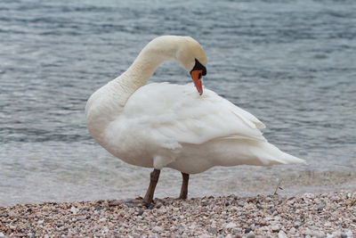 Close-up of swan on lake