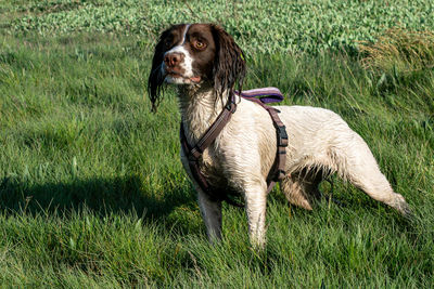 Portrait of dog on grassy field