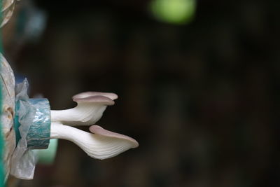 Close-up of hand holding white flowering plant