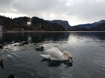 Swans swimming in lake