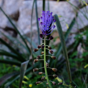 Close-up of purple thistle flowers