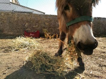 Close-up of horse on field