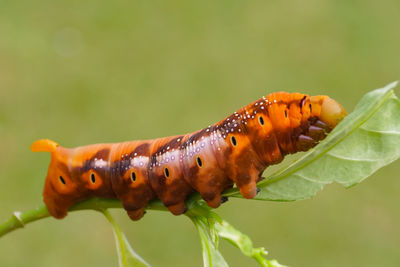 Close-up of orange butterfly on plant